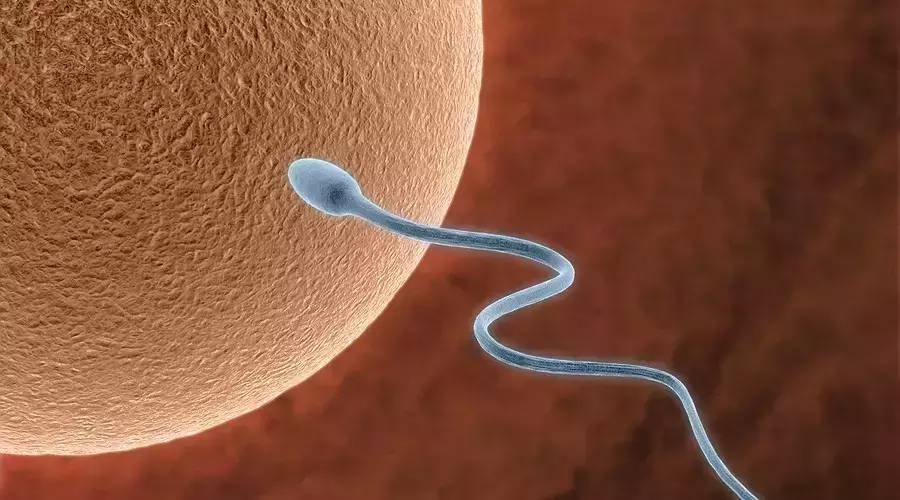 Bean knowledge: there are two ways for sperm to swim