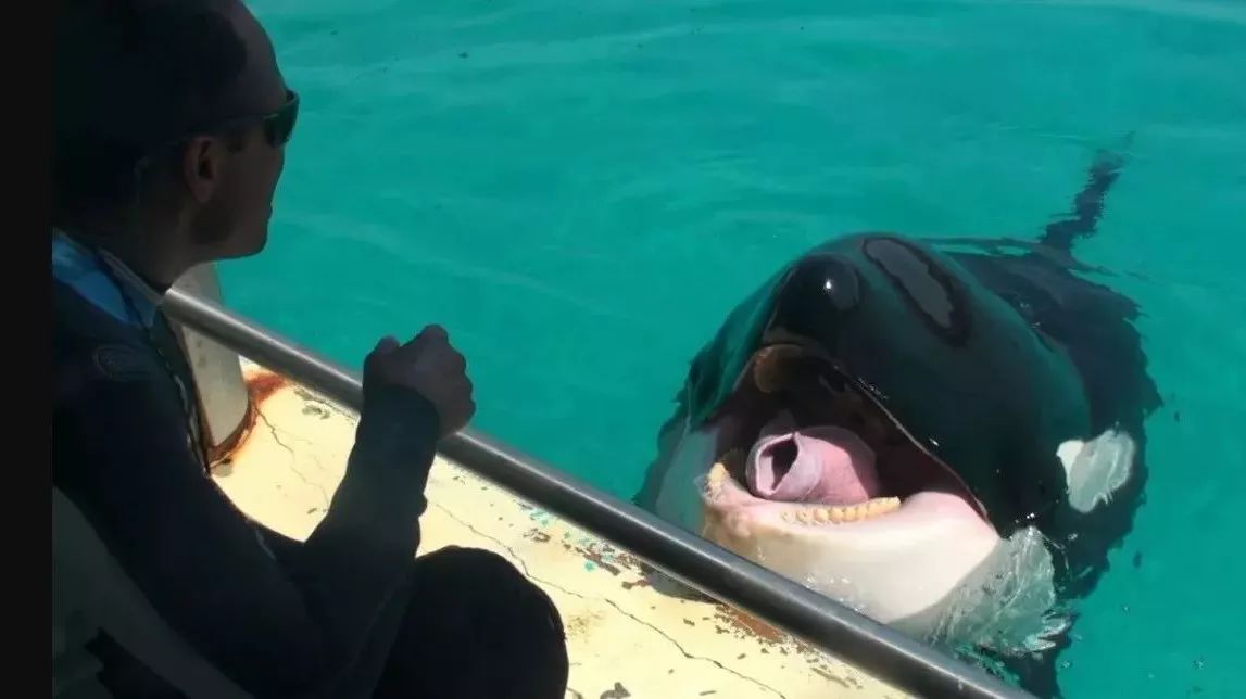 Listen, this orca is saying "hello."