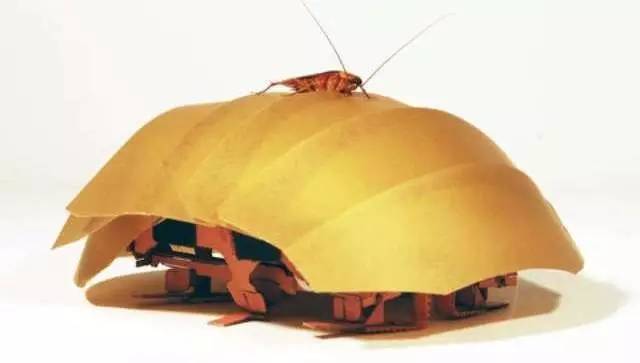 Bean knowledge: cockroaches can drill through a narrow gap with only one inch of their own height.
