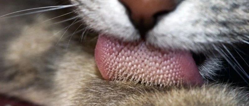 How to keep the cat neat and cool? The secret is on their tongues