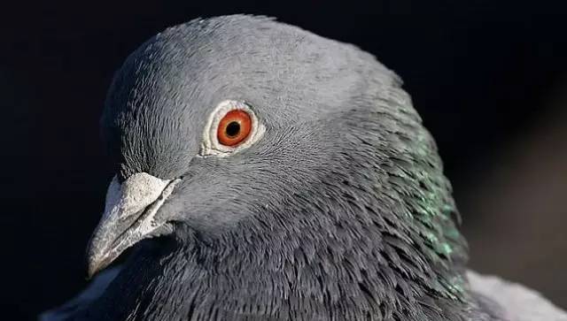 Bean knowledge: pigeons can tell the difference between Monet and Picasso