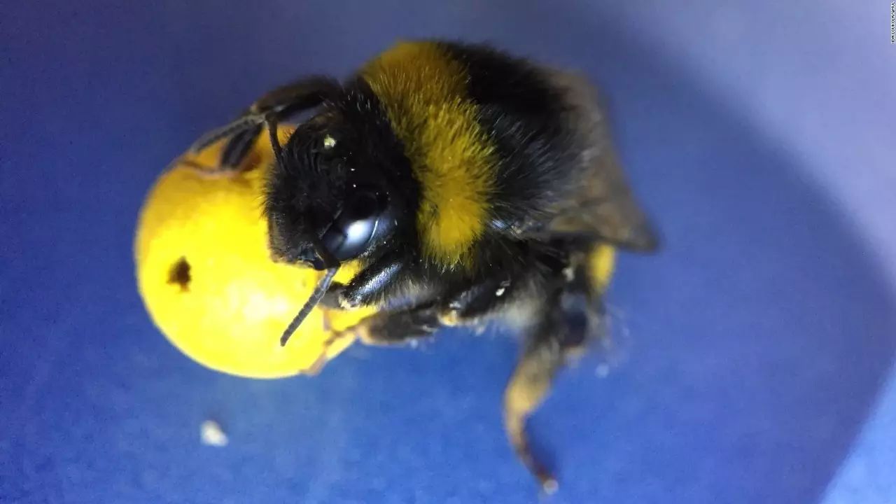 Small insects are not simple: bumblebees have also learned to play ball!
